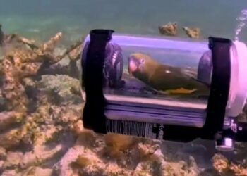 Man Creates Tiny Submarine for His Parakeet to Experience Life Underwater
