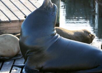 ‘Chonkers,’ the massive sea lion, is drawing crowds at San Francisco pier