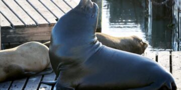 ‘Chonkers,’ the massive sea lion, is drawing crowds at San Francisco pier