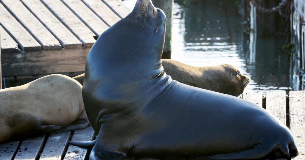 ‘Chonkers,’ the massive sea lion, is drawing crowds at San Francisco pier