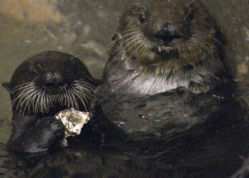 Adorable, yes, but these two have a serious future as adoptive sea otter moms