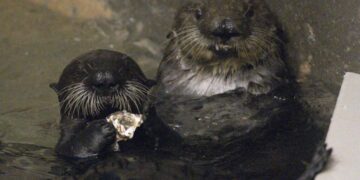 Adorable, yes, but these two have a serious future as adoptive sea otter moms