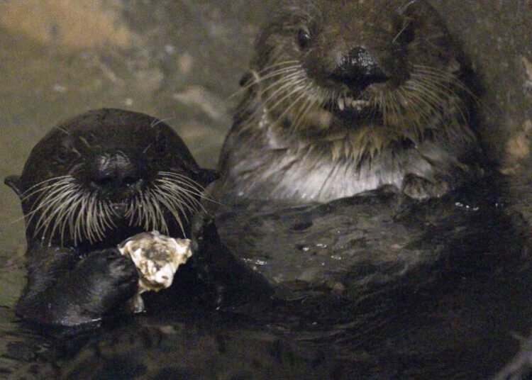 Adorable, yes, but these two have a serious future as adoptive sea otter moms