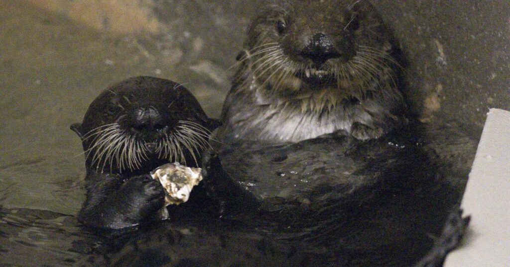 Adorable, yes, but these two have a serious future as adoptive sea otter moms