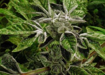 Trump reclassifies state-licensed medical marijuana as a less-dangerous drug in a historic shift