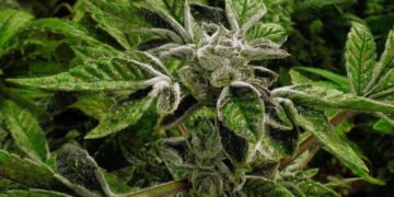 Trump reclassifies state-licensed medical marijuana as a less-dangerous drug in a historic shift