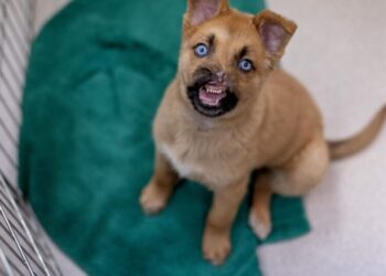 Peanut the puppy lost most of his nose. Now he’s getting a sniff of hope at Pasadena Humane