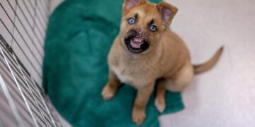 Peanut the puppy lost most of his nose. Now he’s getting a sniff of hope at Pasadena Humane