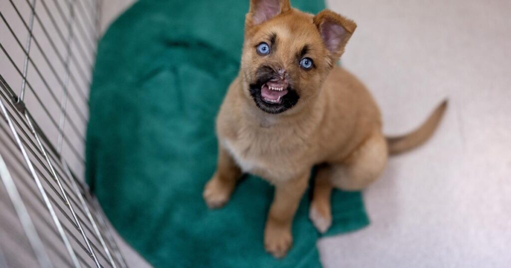 Peanut the puppy lost most of his nose. Now he’s getting a sniff of hope at Pasadena Humane
