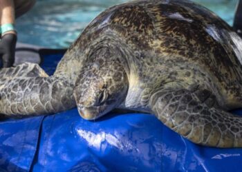 A sea turtle named Meatloaf is fighting to keep her flipper. Here’s how you can cheer her on