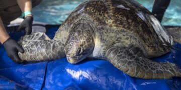A sea turtle named Meatloaf is fighting to keep her flipper. Here’s how you can cheer her on