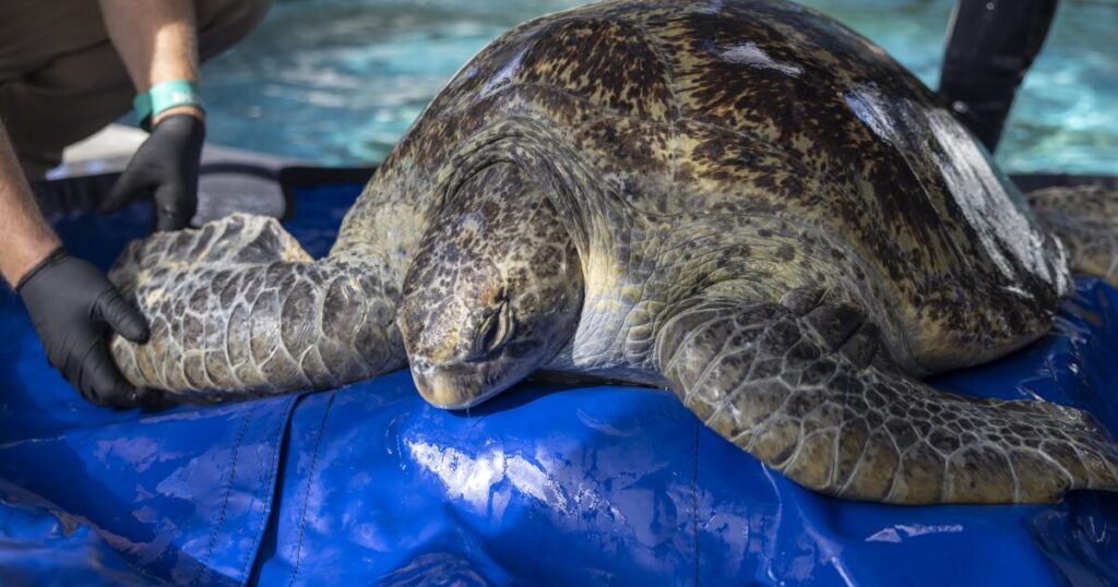 A sea turtle named Meatloaf is fighting to keep her flipper. Here’s how you can cheer her on