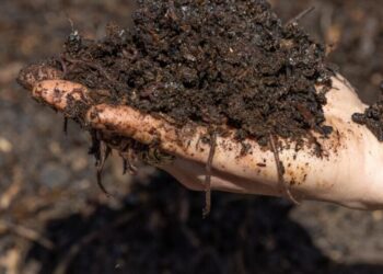 Still unsure about composting? Here’s why and how to make ‘black gold’ for the garden
