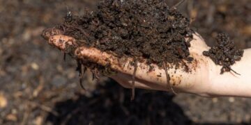 Still unsure about composting? Here’s why and how to make ‘black gold’ for the garden