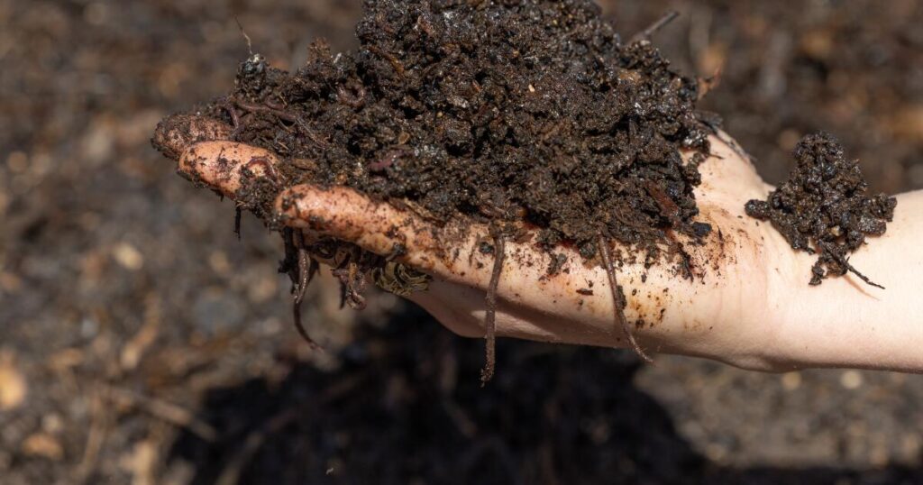 Still unsure about composting? Here’s why and how to make ‘black gold’ for the garden