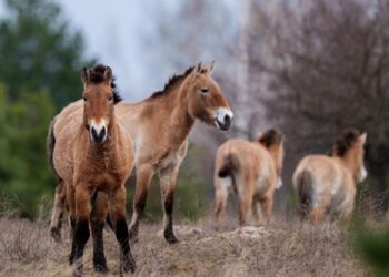 Chernobyl’s radioactive landscape is testament to nature’s resilience and survival spirit