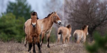 Chernobyl’s radioactive landscape is testament to nature’s resilience and survival spirit