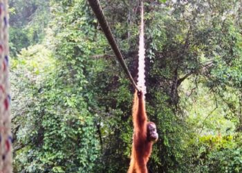 First time: Sumatra orangutan seen using a canopy bridge built just for animals
