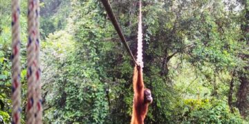 First time: Sumatra orangutan seen using a canopy bridge built just for animals