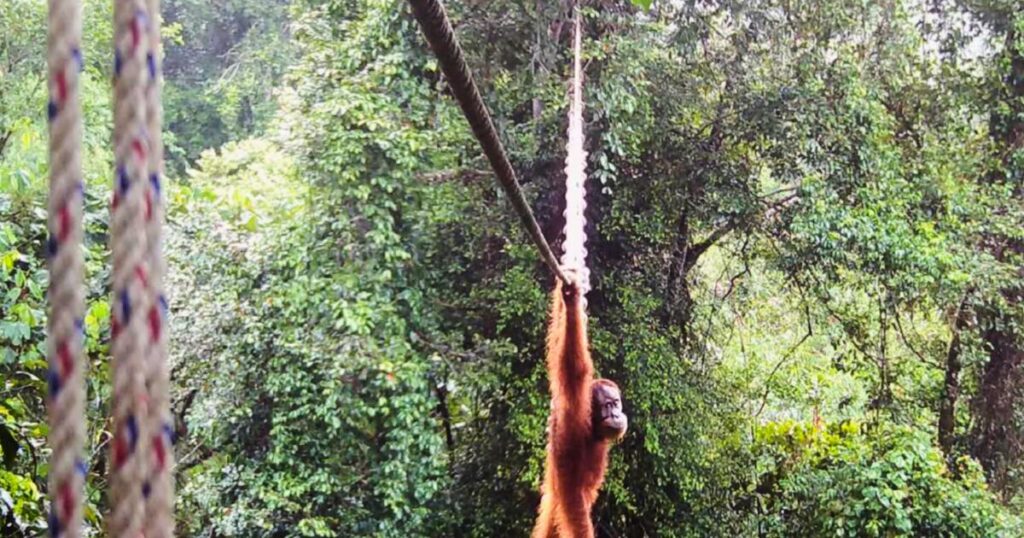 First time: Sumatra orangutan seen using a canopy bridge built just for animals