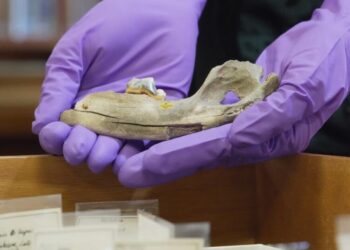 New studies of old dogs help scientists understand where they came from