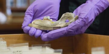 New studies of old dogs help scientists understand where they came from