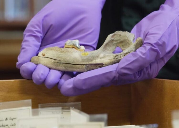 New studies of old dogs help scientists understand where they came from