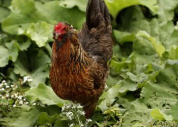 CDC warns of drug-resistant salmonella infections linked to backyard poultry