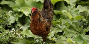 CDC warns of drug-resistant salmonella infections linked to backyard poultry