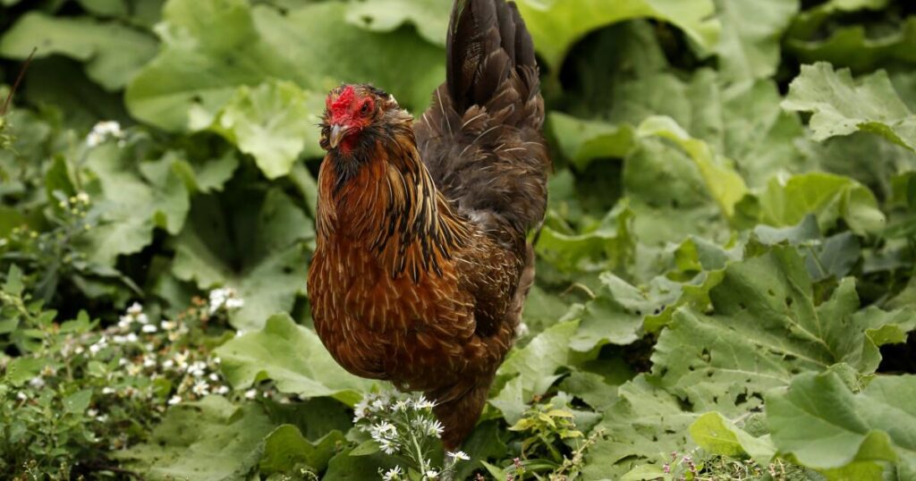 CDC warns of drug-resistant salmonella infections linked to backyard poultry