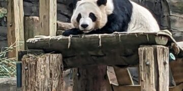 China will send giant pandas to Atlanta again