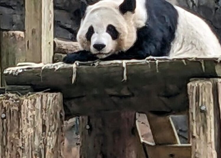 China will send giant pandas to Atlanta again