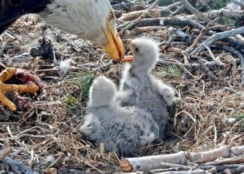 Jackie and Shadow’s newest eaglets need names: Here’s how to pitch your ideas