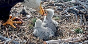 Jackie and Shadow’s newest eaglets need names: Here’s how to pitch your ideas