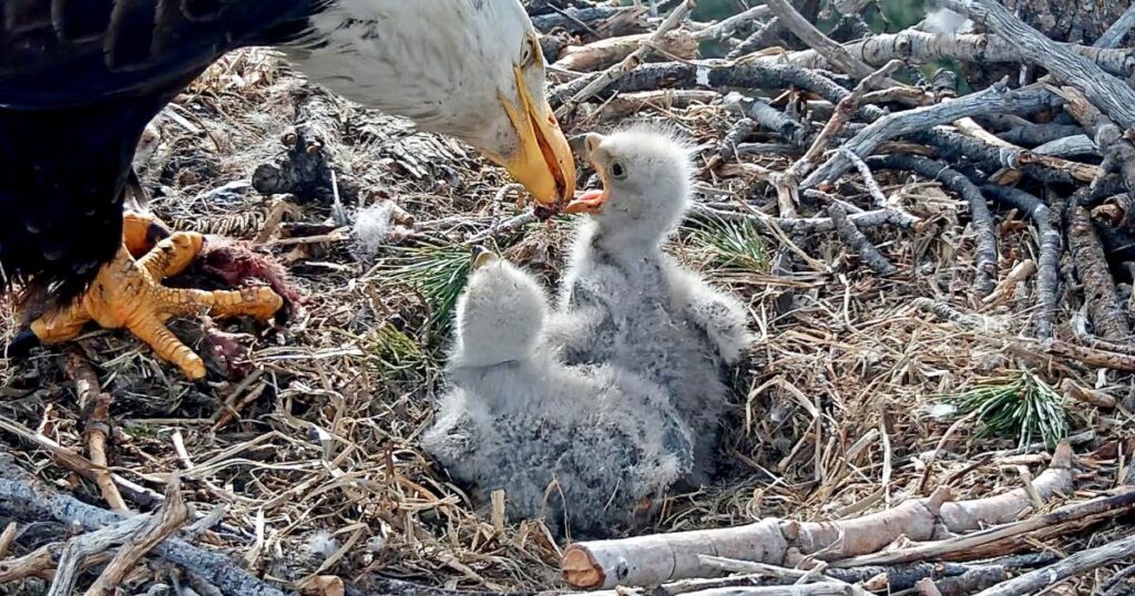 Jackie and Shadow’s newest eaglets need names: Here’s how to pitch your ideas