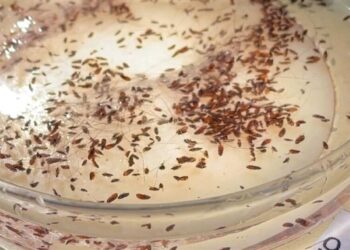 Typhus from fleas hits record level in L.A.:  Where the hot spots are and how to protect yourself