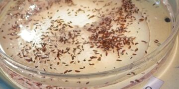 Typhus from fleas hits record level in L.A.:  Where the hot spots are and how to protect yourself