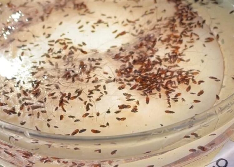 Typhus from fleas hits record level in L.A.:  Where the hot spots are and how to protect yourself