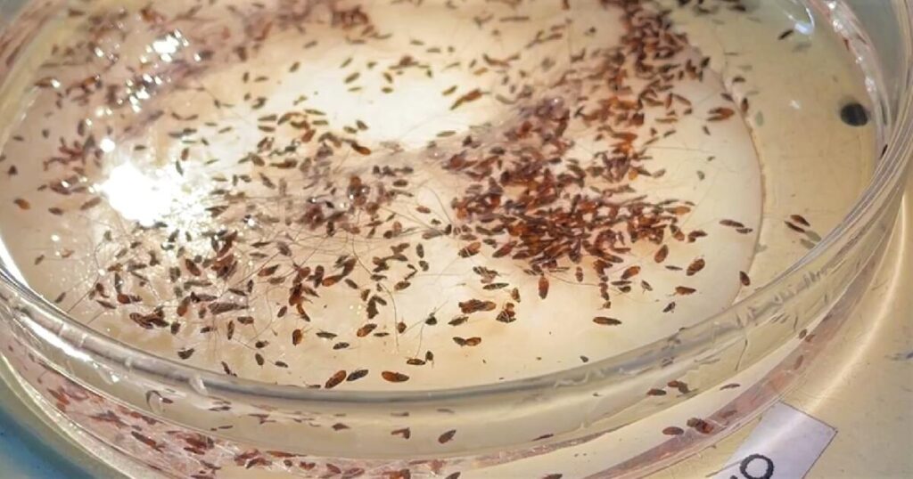 Typhus from fleas hits record level in L.A.:  Where the hot spots are and how to protect yourself