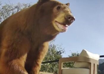 Uproar over mama bear killing could help launch a state wildlife coexistence program