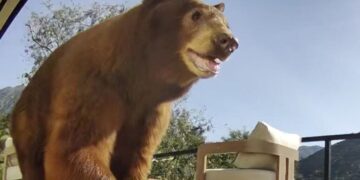 Uproar over mama bear killing could help launch a state wildlife coexistence program