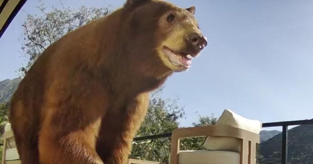 Uproar over mama bear killing could help launch a state wildlife coexistence program