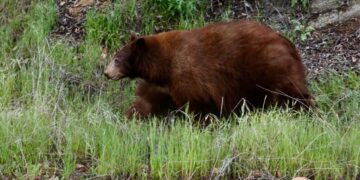 Video shows black bear charging at a hiker on Mount Wilson
