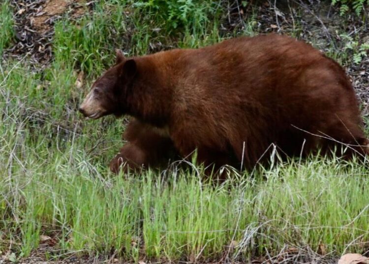Video shows black bear charging at a hiker on Mount Wilson