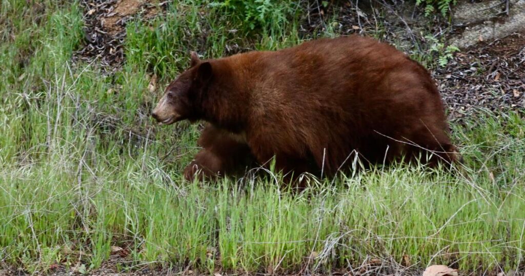 Video shows black bear charging at a hiker on Mount Wilson