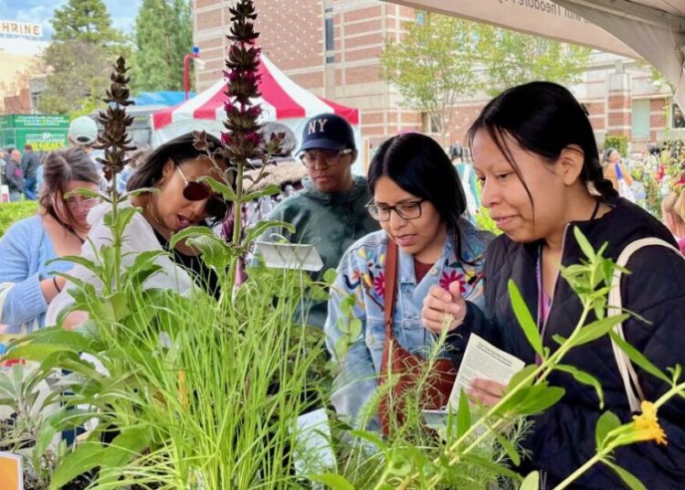 Stop and smell the native plants at the L.A. Times Plants booth at Festival of Books