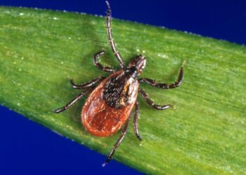 Tick season seems to be off to a fast start, and some experts worry about future illnesses