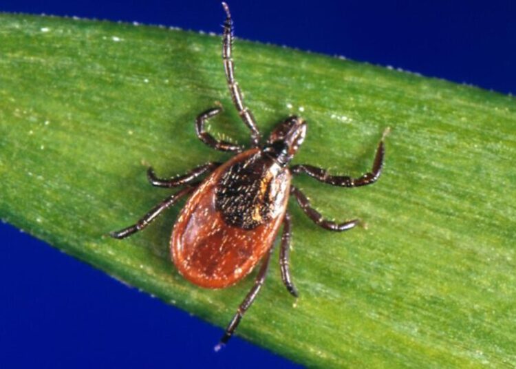Tick season seems to be off to a fast start, and some experts worry about future illnesses