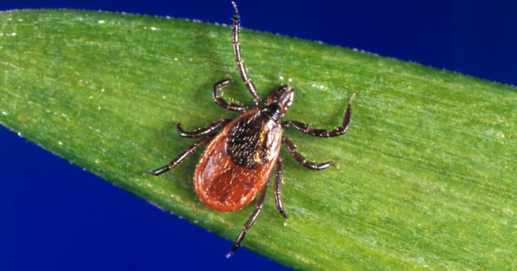 Tick season seems to be off to a fast start, and some experts worry about future illnesses