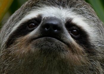 Sickness, cold killed about 30 sloths at a Florida import warehouse in recent years